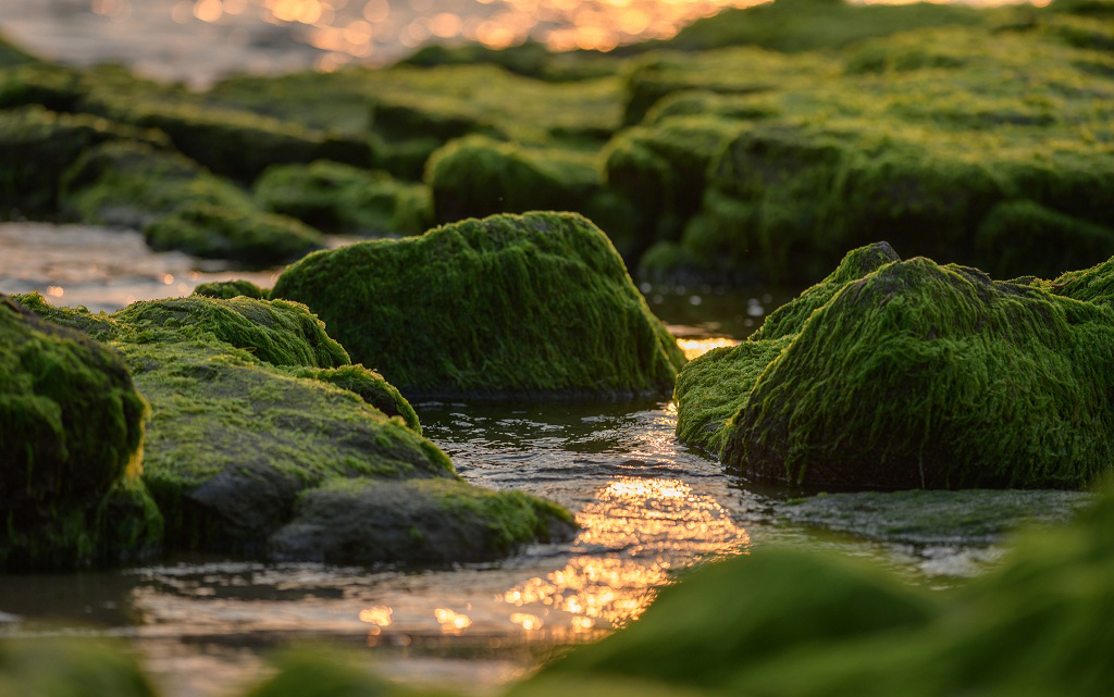 Rạn Nam Ô: Vẻ Đẹp Hoang Sơ Của Biển Đá Giữa Lòng Đà Nẵng
