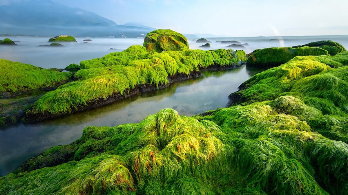 Rạn Nam Ô: Vẻ Đẹp Hoang Sơ Của Biển Đá Giữa Lòng Đà Nẵng